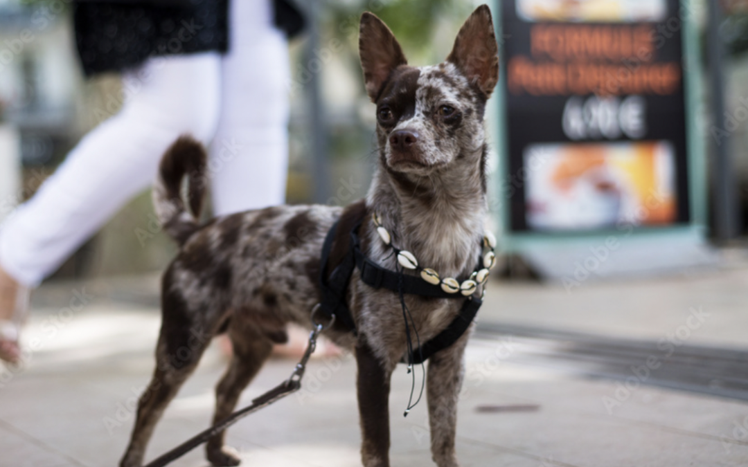 Petite Pup Patio Social